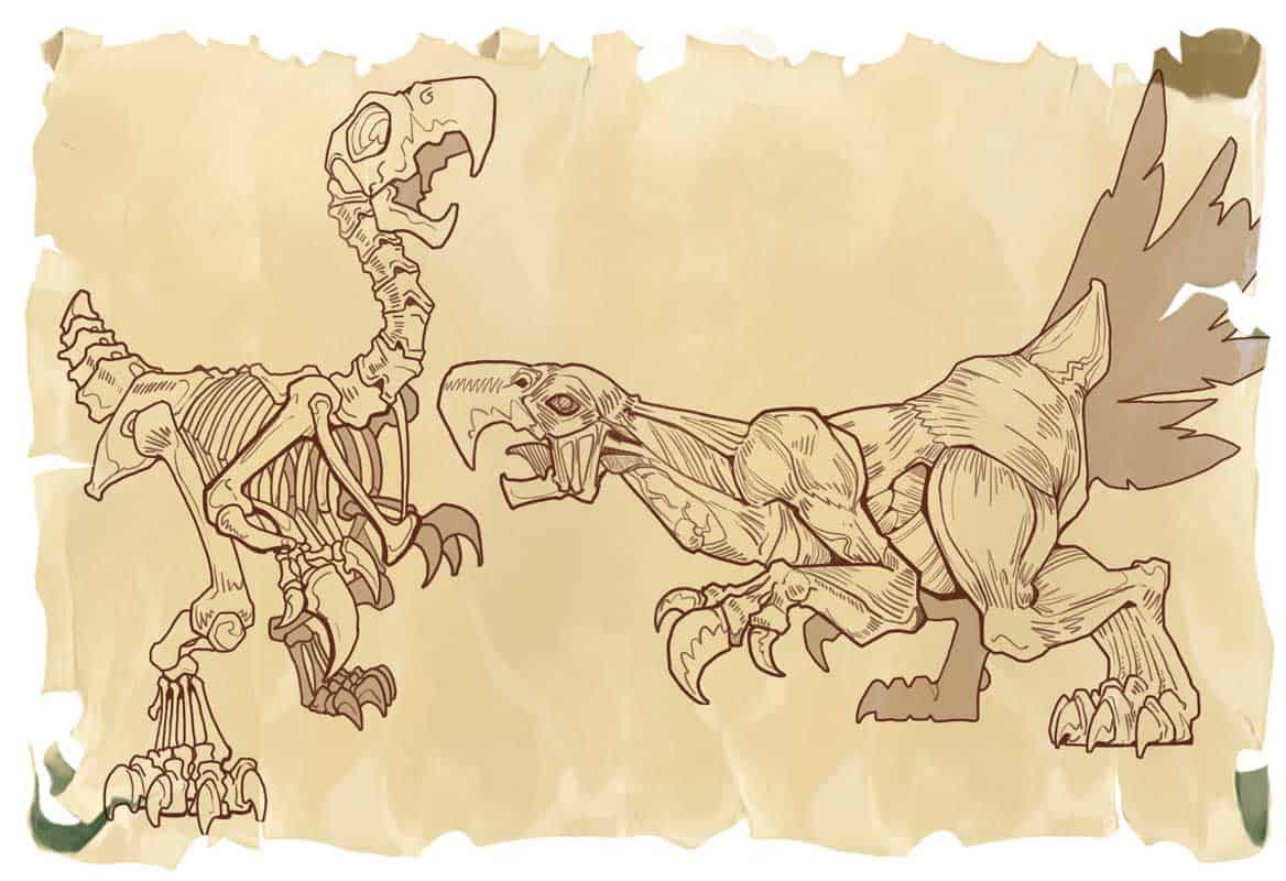 Oronox anatomy